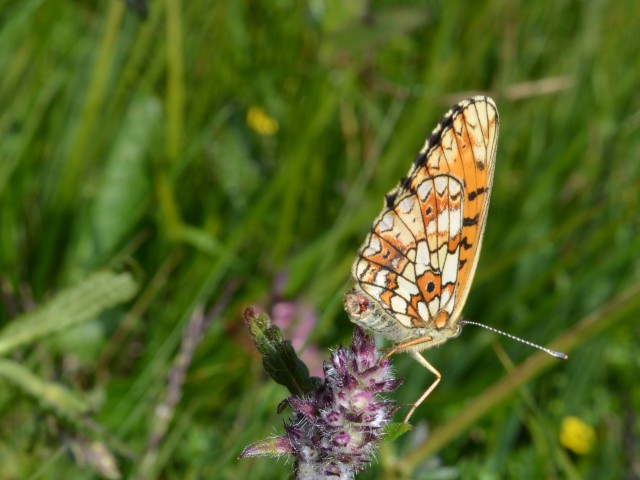 Srebrni tratar (Boloria selene), foto: Čelik T.