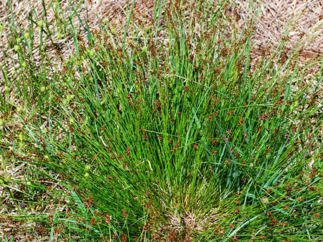 Srhk šaš (Carex davaliana), foto: Vreš B.