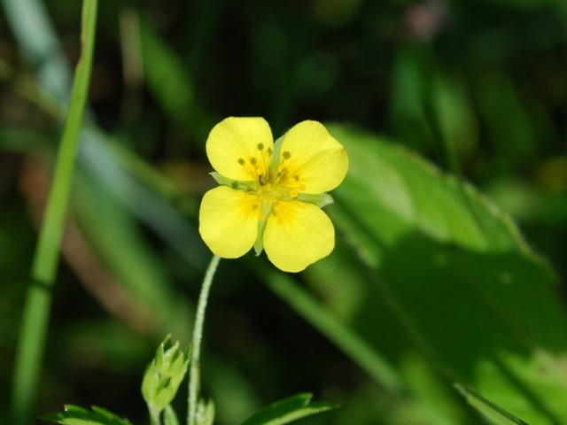 Srčna moč (Potentilla erecta), foto: Vreš B.