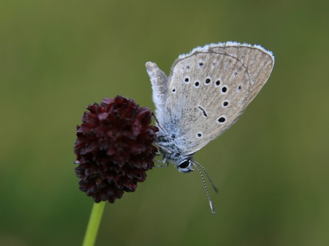 Strašničin mravljiščar (Phengaris teleius), foto: Čelik T.