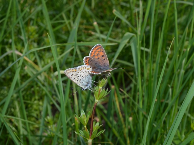 Temni cekinček (Lycaena tityrus) parjenje, foto: Čelik T.