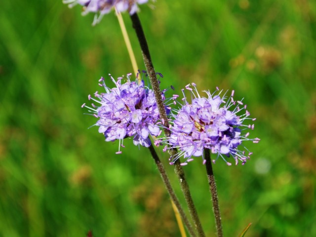 Travniška izjevka (Succisa pratensis), foto: Vreš B.
