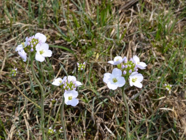 Travniška penuša (Cardamine pratensis), foto: Čelik T.