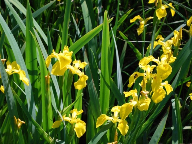 Vodna perunika (Iris pseudacorus), foto: Vreš B.
