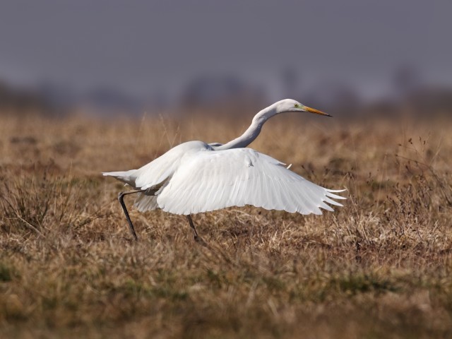 Velika bela čaplja (Ardea alba),  foto: Tome D.