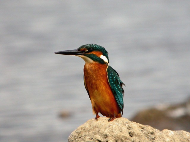 Vodomec  (Alcedo atthis),  foto: Tome D.