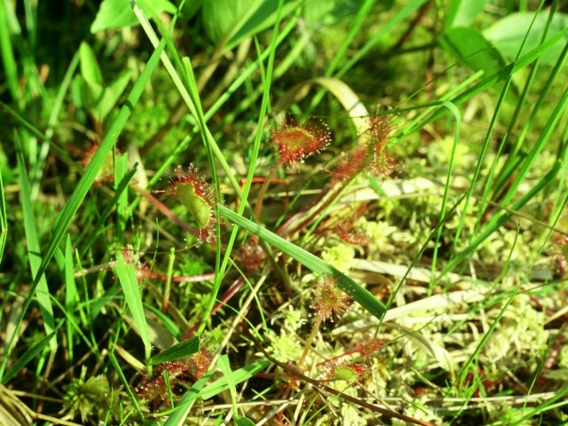 Okroglolistna rosika (Drosera rotundifolia), foto: Denac D.