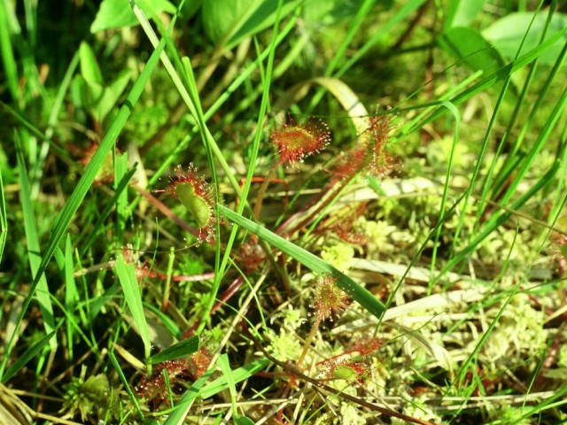 Round-leaved Sundew (Drosera rotundifolia), photo: Denac D.