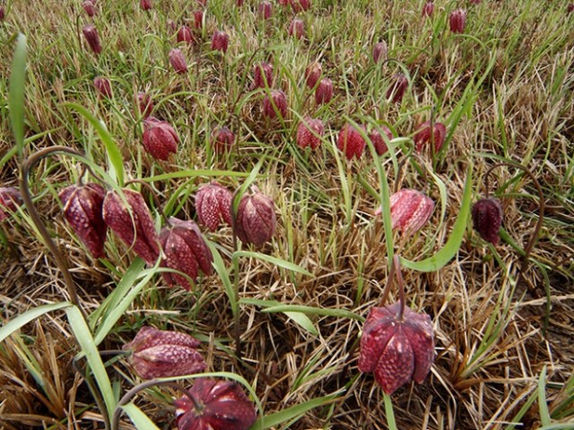 Močvirski tulipan (Fritillaria meleagris), foto: Tome D.