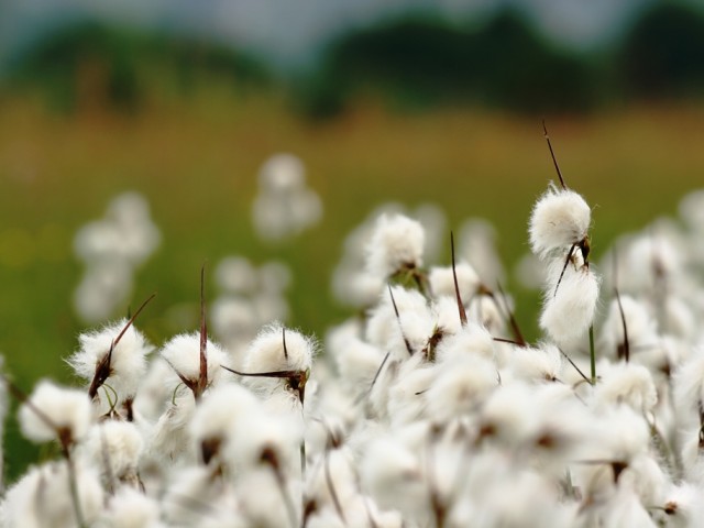 Broad-leaved Cottongrass (Eriphorum latifolium), Photo: Tome D.