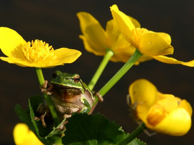 Zelena rega (Hyla arborea),  foto: Tome D.