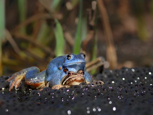 Plavček (Rana arvalis),  foto: Tome D.