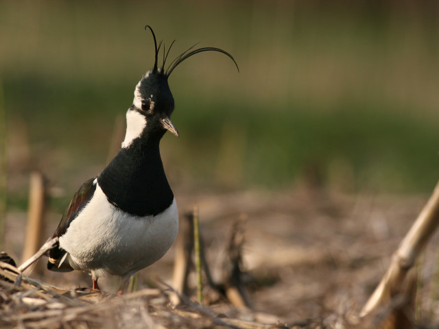 Priba (Vanellus vanellus),  foto: Tome D.