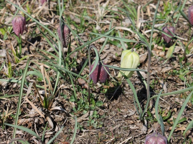 Močvirski tulipan (Fritillaria meleagris), foto: KPLB