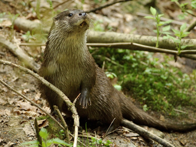 Vidra (Lutra lutra)