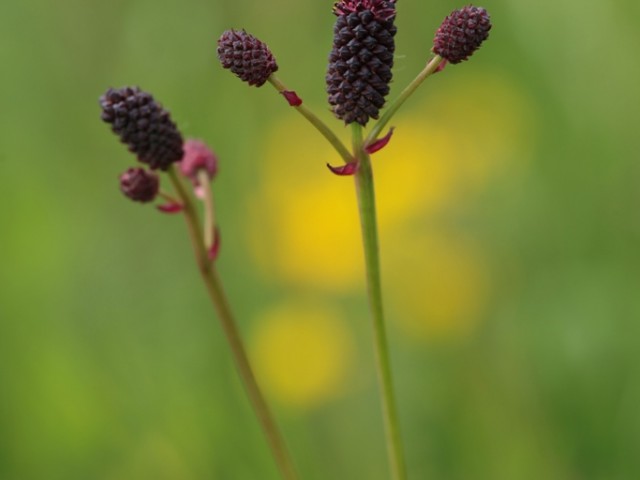 Great Burnet (Sanguisorba officinalis), Photo: Schein T.