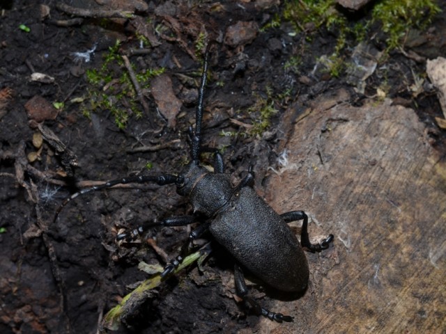 Črni kosec (Lamia textor),  foto: Čelik T.