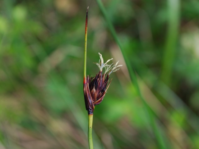 Črnikasti sitovec (Schoenus nigricans) pri Podblatu, foto: Vreš B.