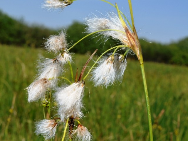 Broad-leaved Cottongrass (Eriphorum latifolium), Photo: Čelik T.