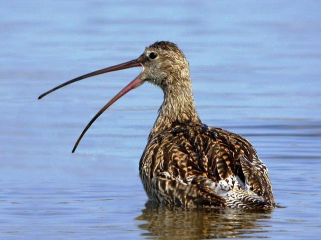 Veliki škurh (Numenius arguata), foto: Tome D.