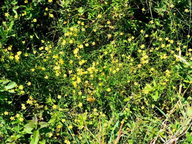 Lesser Spearwort (Ranunculus flammula), Photo: Čelik T.