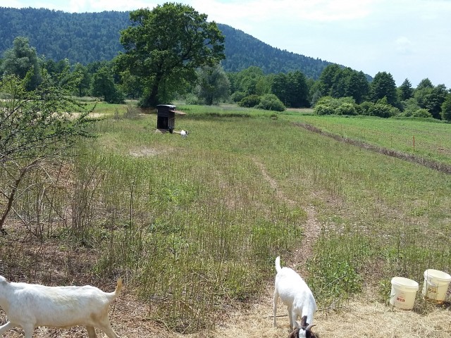 Pasture 2.6.2015, Photo: Zavodnik A.