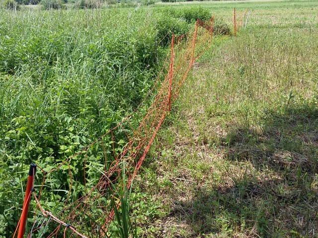 Border of pasture, Photo: Zavodnik A.