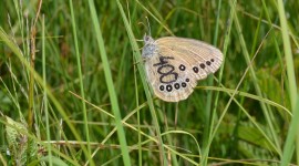 Because of a reduction in mowing, three times as many specimens were recorded in the central population of False Ringlets than last year Because of a reduction in mowing, three times as many specimens were recorded in the central population of False Ringlets than last year
