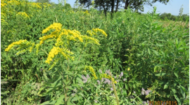 Containing the spread of Goldenrod Containing the spread of Goldenrod