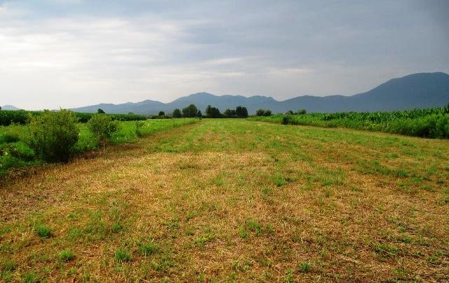 Po mulčenju rozge je dobila možnost tudi trava, foto: Gabrenja N.