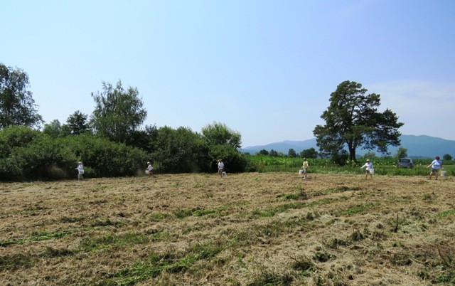 Kot nekoč, foto: Gabrenja N.