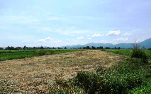 Pokošena rozga, foto: Gabrenja N.