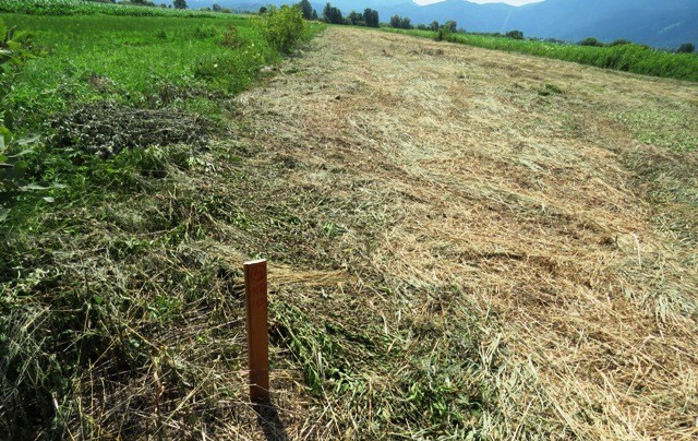 Pokošena rozga, foto: Gabrenja N.