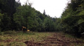 Prostovoljna delovna akcija v Strajanovem bregu Prostovoljna delovna akcija v Strajanovem bregu
